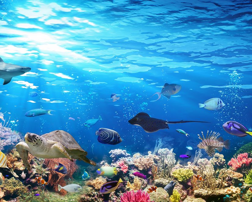 Ocean Fishes in the Undersea Wallpaper Mural