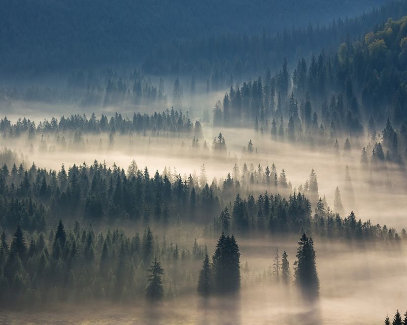 Foggy Pine Woods Landscape Wallpaper Mural