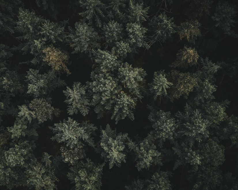 Pine Forest Aerial View Wallpaper Mural