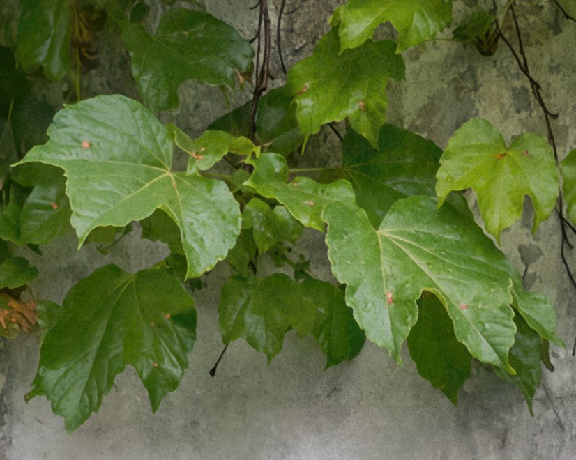 Nostalgic Ivy Leaf Wallpaper Mural