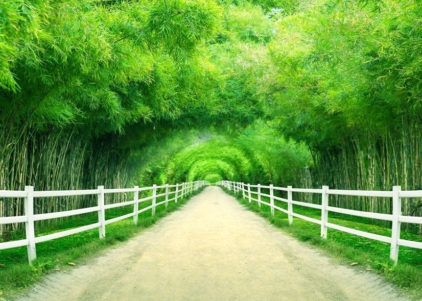 3D Look Photo Forest Landscape Wallpaper Mural