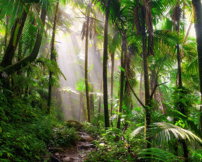 Tropical Forest Jungle Scenery Wallpaper Mural