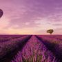 Serene Sunset Lavender and Balloon Landscape Wallpaper Mural