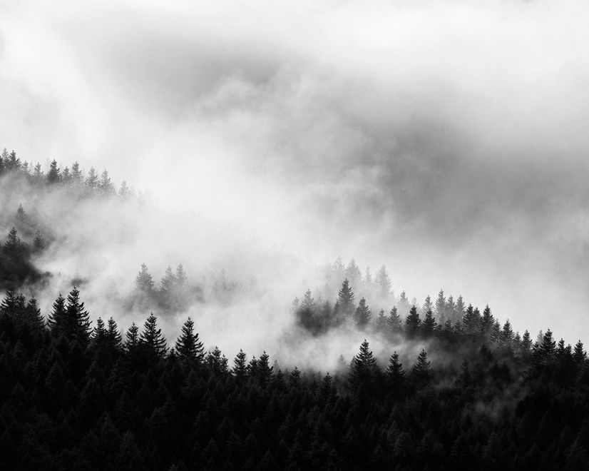 Misty Dark Forest Landscape Wallpaper Mural