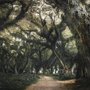 Tree Roots Wallpaper Mural