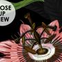 Dark Botanical Plants with Animals Wallpaper Mural