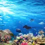 Ozeanfische in der Unterwasser-Fototapete