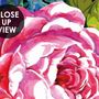 Bohemian Floral Wallpaper with Peony Dianthus Violet Wallpaper Mural