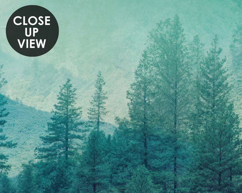 Misty Green Forest with Birds Wallpaper Mural