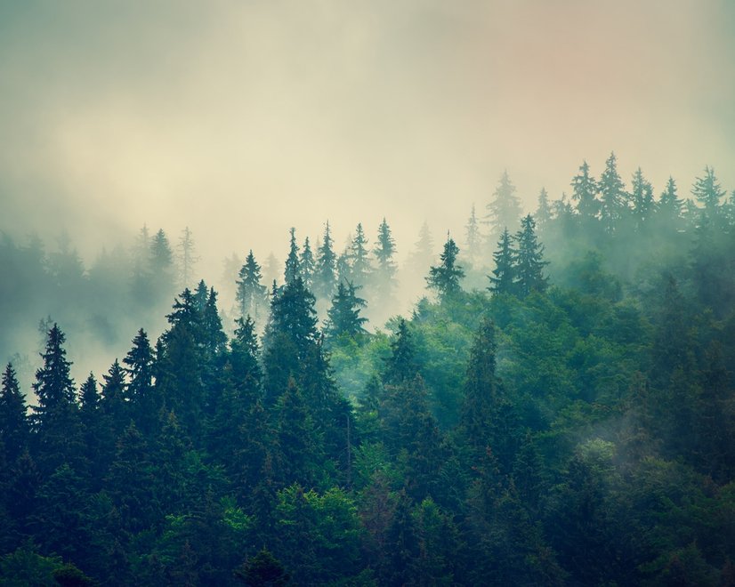 Misty Pine Forest Fototapete