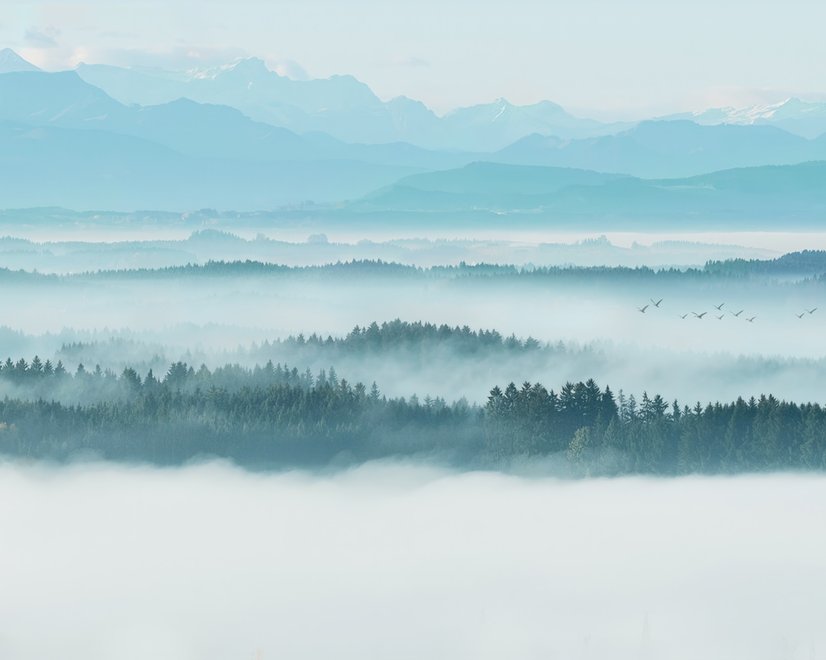 Misty Forest Landscape Wallpaper Mural