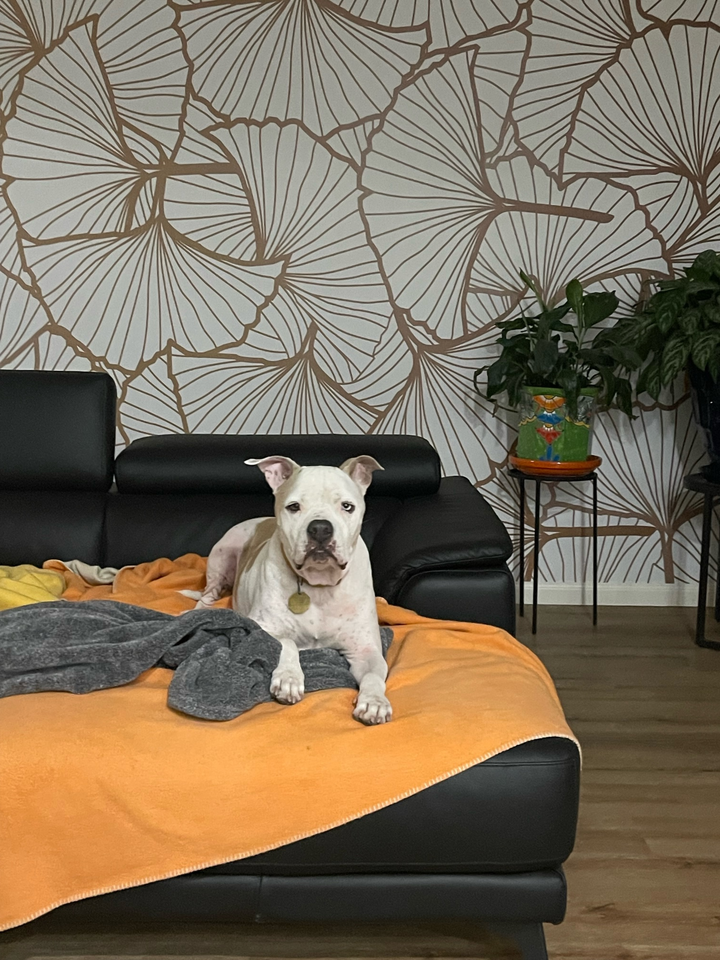 Ginkgo Leaf Wallpaper Mural