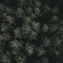Papier peint panoramique vue aérienne forêt de pins