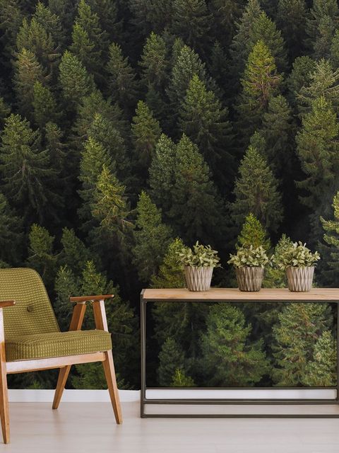 Pine Forest Landscape Wallpaper Mural