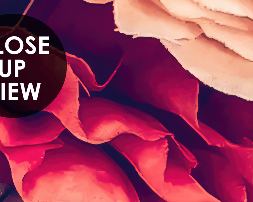Papier peint bouquet de dahlia rouge et rose