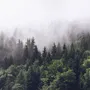 Misty Pine Forest Wallpaper Mural