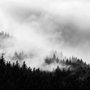 Fototapete Nebliger Dunkler Wald Landschaft