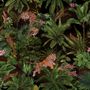 Dark Tropical Trees with Tigers Wallpaper Mural