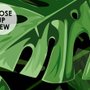 Green Tropical Leaves Wallpaper Mural