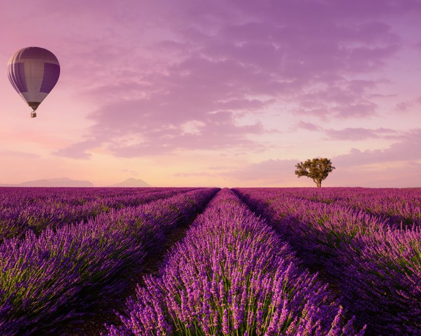 Serene Sunset Lavender and Balloon Landscape Wallpaper Mural