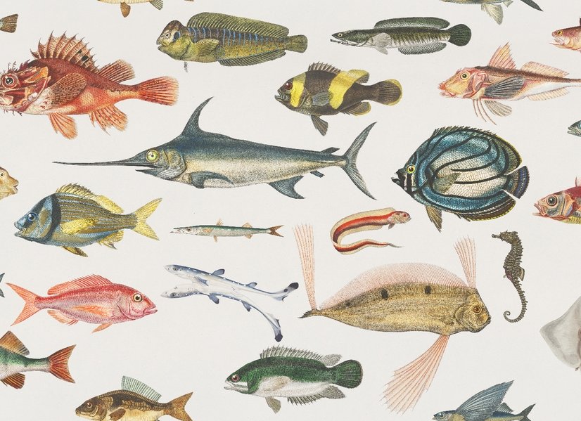 Vintage Stil Aqua Fisch Kunst Fototapete