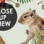 Nursery Watercolor Cute Forest Animals Pattern Wallpaper Mural