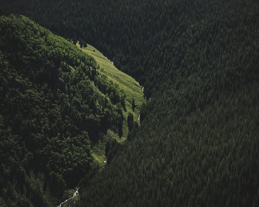 Aerial Nature Forest on Mountains View Wallpaper Mural