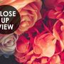 Red Hydrangea Orange Orchid Rose Dark Floral Bouqet Wallpaper Mural