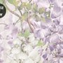 Watercolor Hanging Wisteria Flowers with Hummingbirds Wallpaper Mural 