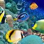 Fototapete 3D-Unterwasser-Look mit bunten Fischen