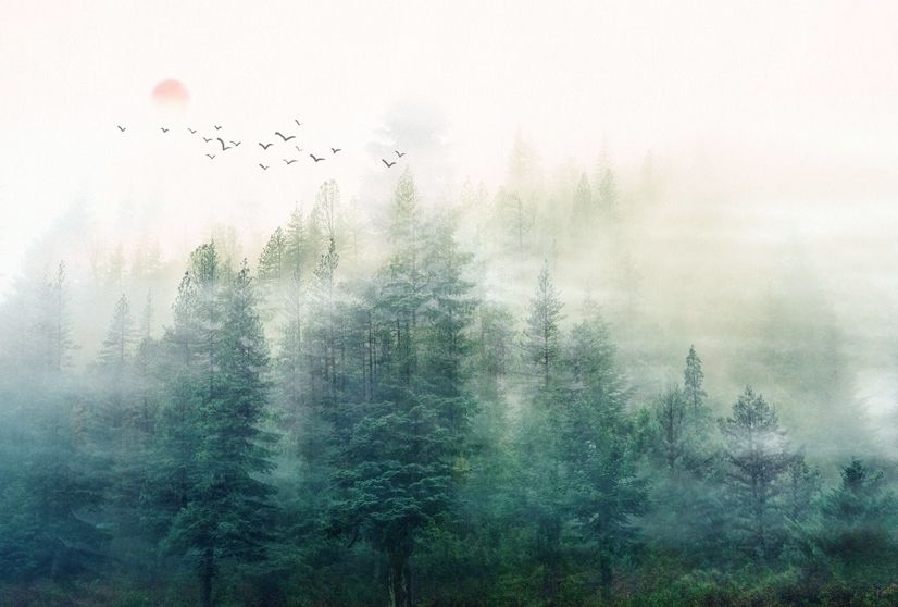 Misty Forest and Sunrise Wallpaper Mural