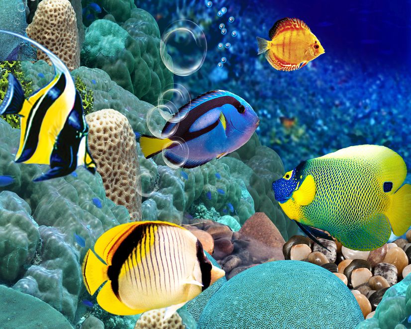 Undersea with Colorful Fish Wallpaper Mural