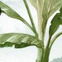 Tropical Forest Landscape and Banana Trees Wallpaper Mural