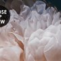 Papier peint panoramique floral foncé avec bouquet de pivoines