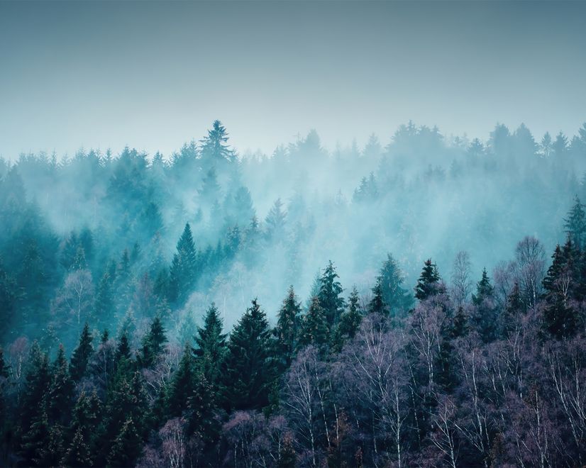 Misty Forest View Wallpaper Mural