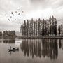 Papier peint panoramique monochrome sur les forêts sombres et les lacs