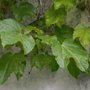 Nostalgic Ivy Leaf Wallpaper Mural