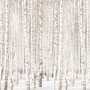 Fototapete Birkenwald im Winter