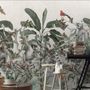 Forest with Monkey and Lemur Wallpaper Mural