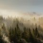 Foggy Pine Forest Landscape Wallpaper Mural