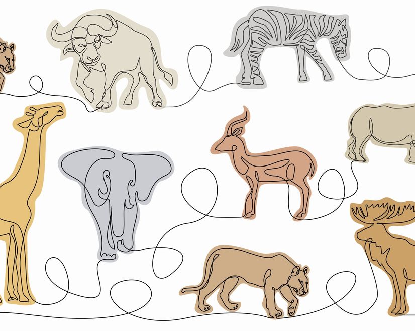 Abstract Animal Line Art Wallpaper Mural
