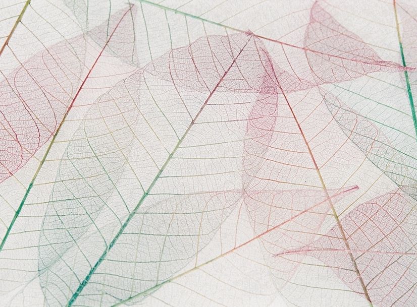 Pink Leaf Veins Wallpaper Mural