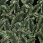 Dark Banana Leaf Wallpaper Mural