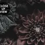 Dark Floral Hydrangea Wallpaper Mural