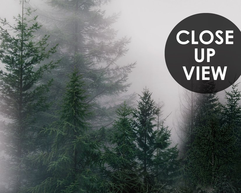 Dunkler Wald Nebel Landschaft Fototapete