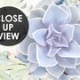 Elegant Petal Floral Wallpaper Mural