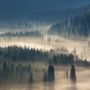 Nebelige Kiefernwald Landschaft Fototapete