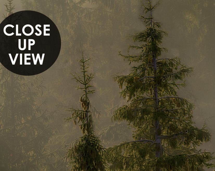 Foggy Pine Forest Landscape Wallpaper Mural