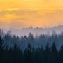 Fototapete Nebeliger Kiefernwald Landschaft