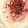 Fototapete Weiche Blüten Spitzen Vogel